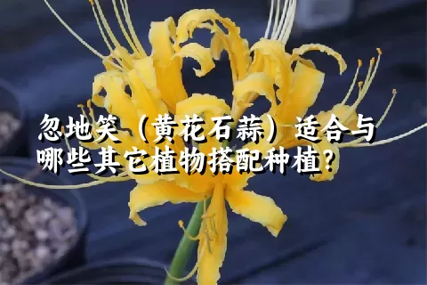 忽地笑（黄花石蒜）适合与哪些其它植物搭配种植？