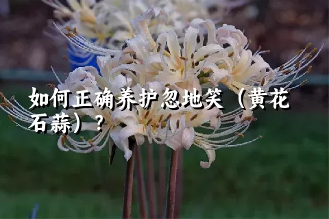 如何正确养护忽地笑（黄花石蒜）？