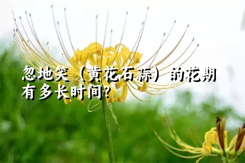 忽地笑（黄花石蒜）的花期有多长时间？