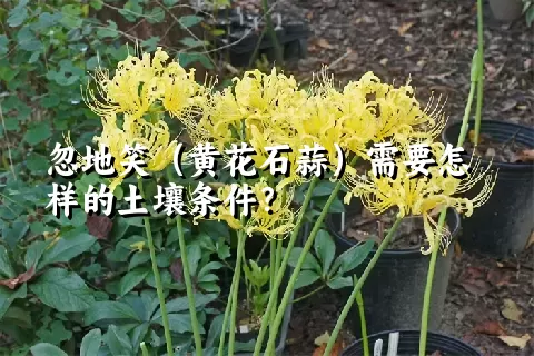 忽地笑（黄花石蒜）需要怎样的土壤条件？