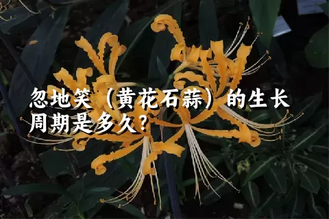 忽地笑（黄花石蒜）的生长周期是多久？