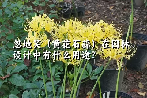 忽地笑（黄花石蒜）在园林设计中有什么用途？