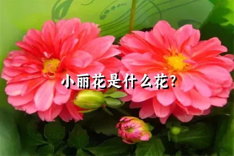 小丽花是什么花？