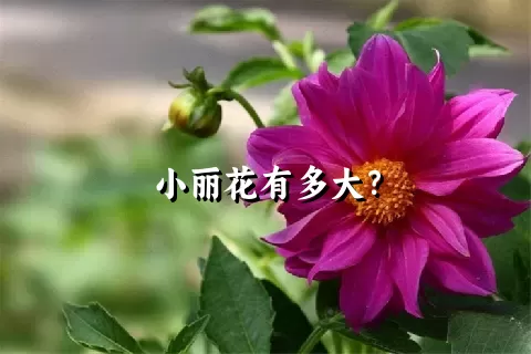 小丽花有多大？