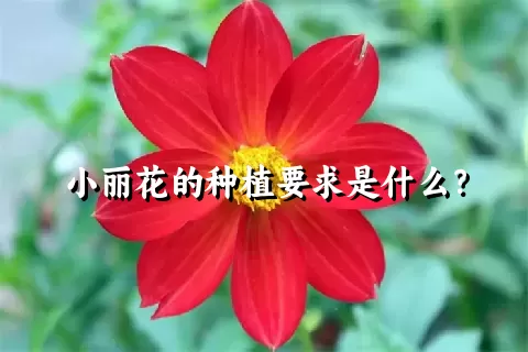 小丽花的种植要求是什么？