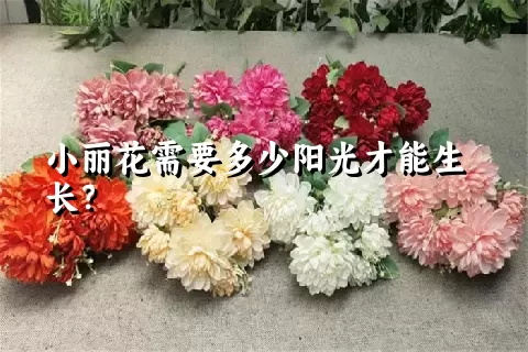 小丽花需要多少阳光才能生长？