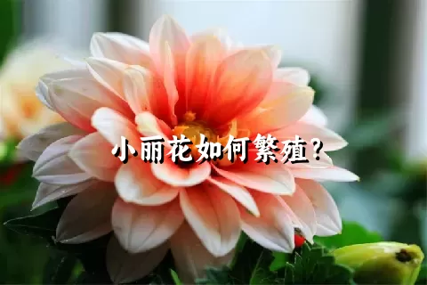 小丽花如何繁殖？