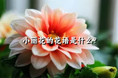 小丽花的花语是什么？