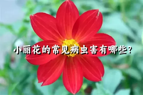 小丽花的常见病虫害有哪些？