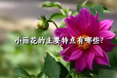 小丽花的主要特点有哪些？