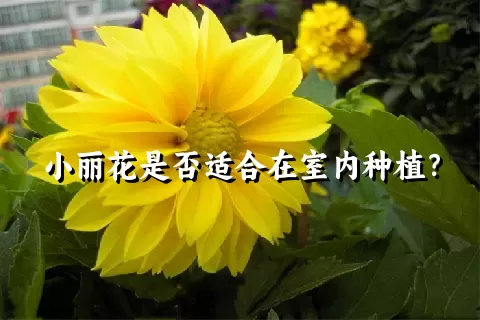 小丽花是否适合在室内种植？