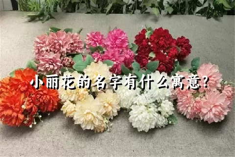 小丽花的名字有什么寓意？