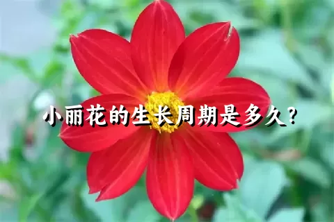 小丽花的生长周期是多久？