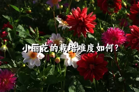 小丽花的栽培难度如何？