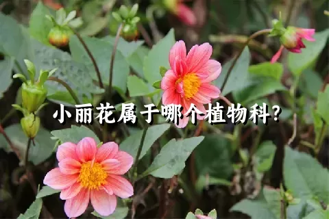 小丽花属于哪个植物科？