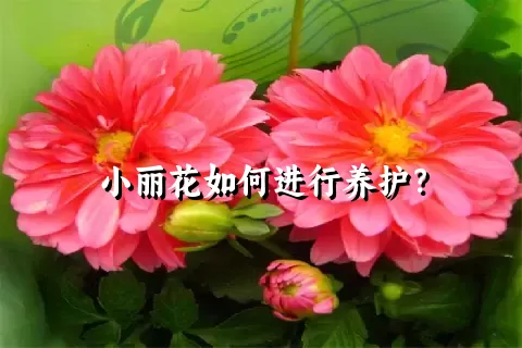 小丽花如何进行养护？