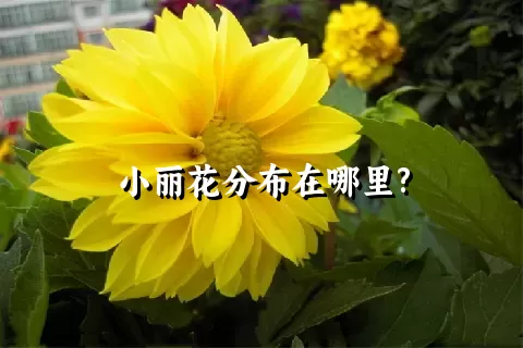 小丽花分布在哪里?