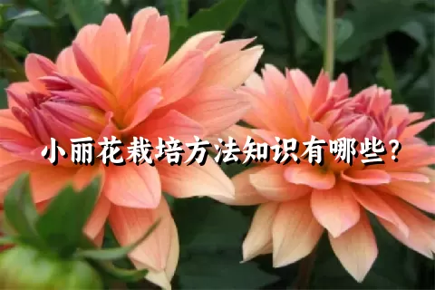 小丽花栽培方法知识有哪些？