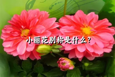 小丽花别称是什么？