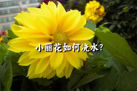 小丽花如何浇水？