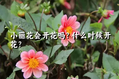 小丽花会开花吗？什么时候开花？