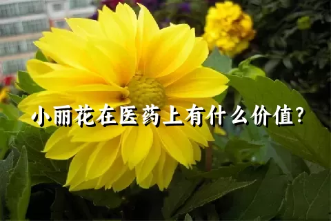 小丽花在医药上有什么价值？