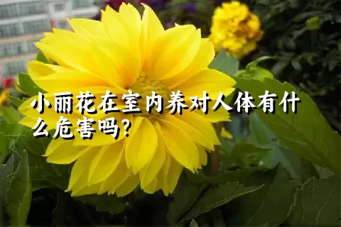 小丽花在室内养对人体有什么危害吗？