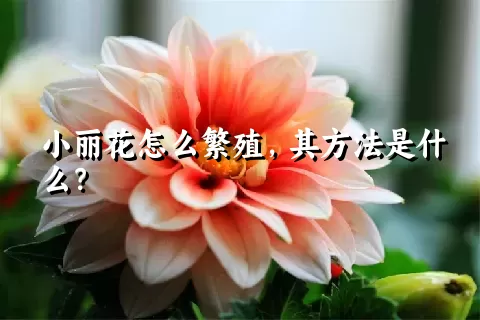 小丽花怎么繁殖，其方法是什么？