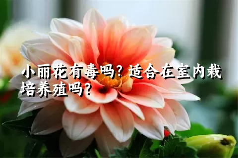 小丽花有毒吗？适合在室内栽培养殖吗？