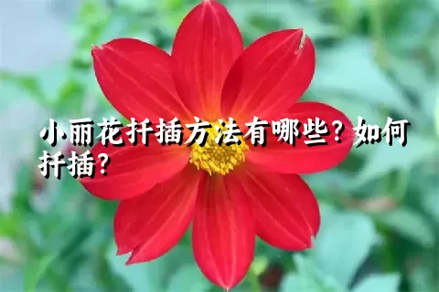 小丽花扦插方法有哪些？如何扦插？