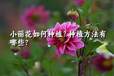 小丽花如何种植？种植方法有哪些？