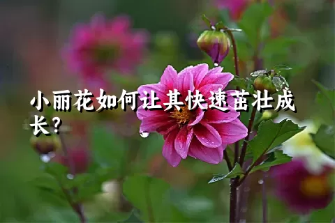 小丽花如何让其快速茁壮成长？