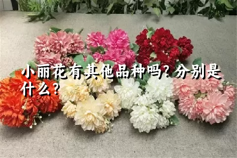 小丽花有其他品种吗？分别是什么？