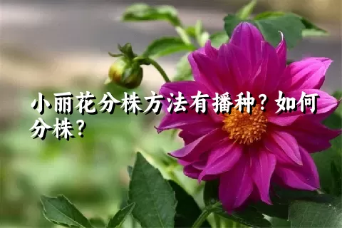 小丽花分株方法有播种？如何分株？