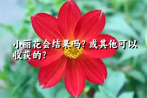 小丽花会结果吗？或其他可以收获的？