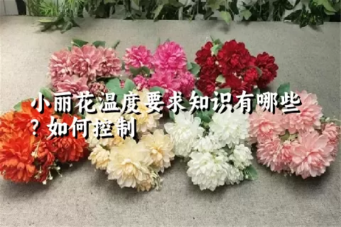 小丽花温度要求知识有哪些？如何控制