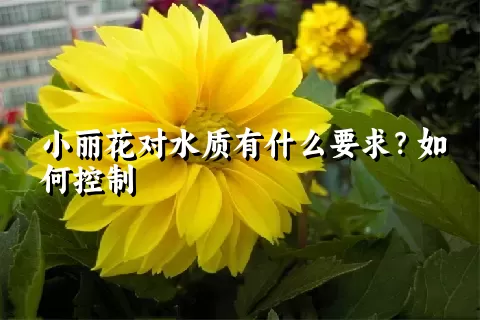 小丽花对水质有什么要求？如何控制