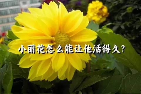 小丽花怎么能让他活得久？