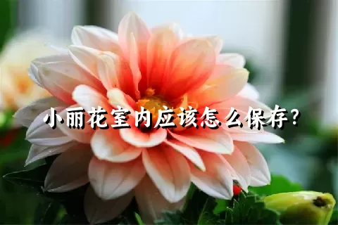 小丽花室内应该怎么保存？