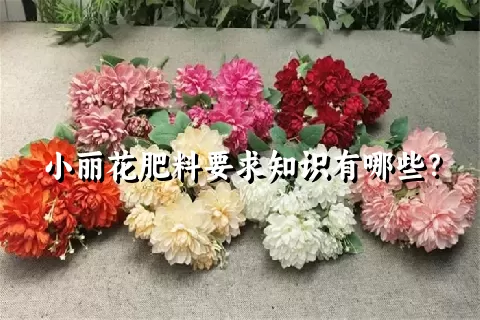 小丽花肥料要求知识有哪些？