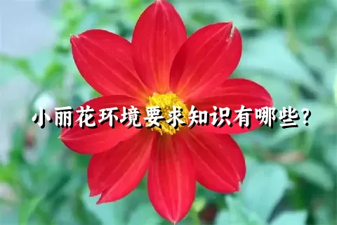 小丽花环境要求知识有哪些？