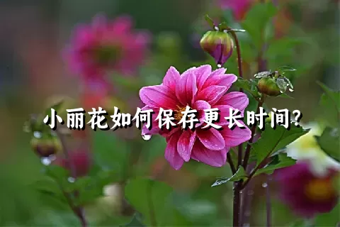 小丽花如何保存更长时间？