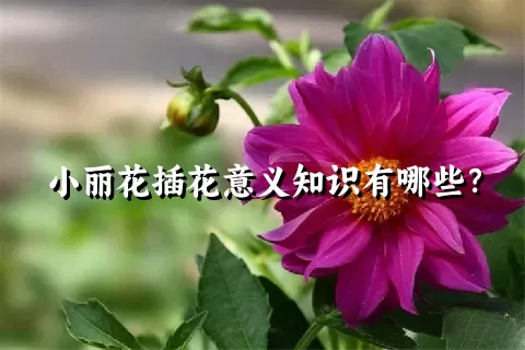 小丽花插花意义知识有哪些？