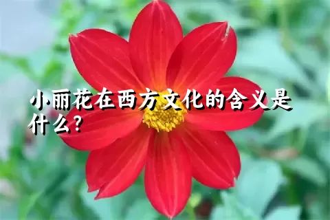 小丽花在西方文化的含义是什么？