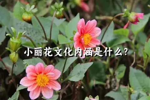 小丽花文化内涵是什么？