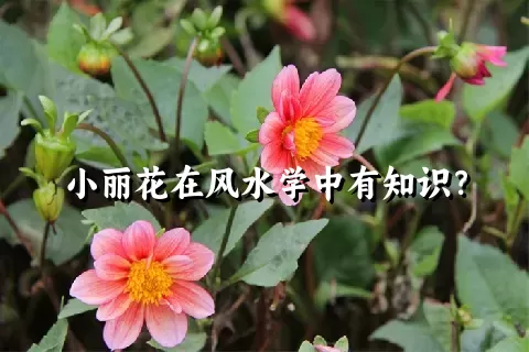 小丽花在风水学中有知识？