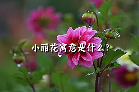 小丽花寓意是什么？