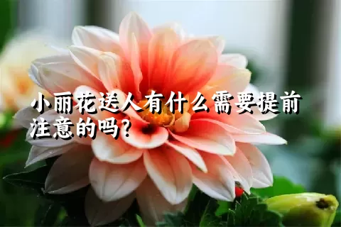 小丽花送人有什么需要提前注意的吗？