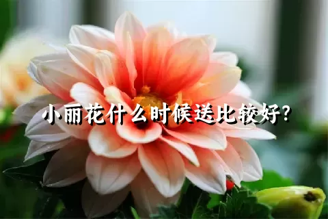 小丽花什么时候送比较好？