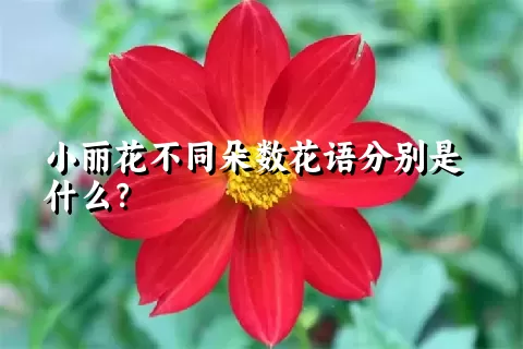 小丽花不同朵数花语分别是什么？